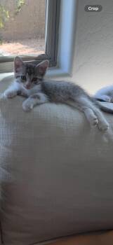 Poppy -  Tabby and Domestic Short Hair Cat for Adoption in Phoenix, Arizona - Poppy | PetCurious