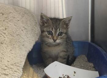 SIENNA -  Domestic Short Hair Cat for Adoption in Salinas, California - SIENNA | PetCurious
