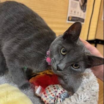 Dove -  Domestic Short Hair Cat for Adoption in Atlanta, Georgia - Dove | PetCurious