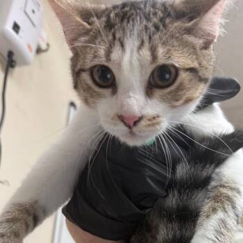 Brenda -  Domestic Short Hair Cat for Adoption in Lakeland, Florida - Brenda | PetCurious