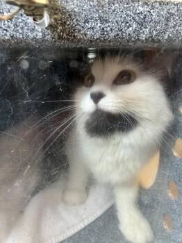 Sas -  Domestic Short Hair Cat for Adoption in Salt Lake City, Utah - Sas | PetCurious