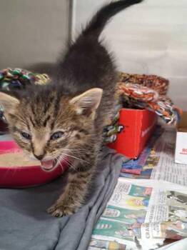 Tony the Tiger -  Domestic Short Hair Cat Available for Adoption in Sevierville, Tennessee - Tony The Tiger | PetCurious