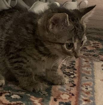 Rescue Domestic Short Hair Cats for Adoption in Washington Township, New Jersey - Buttercup | PetCurious