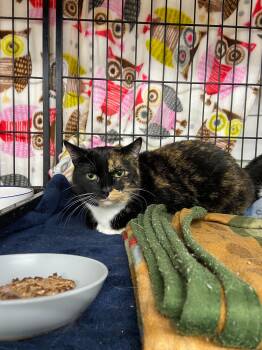 Rescue Calico Cats for Adoption in Peru, Indiana - MIA | PetCurious