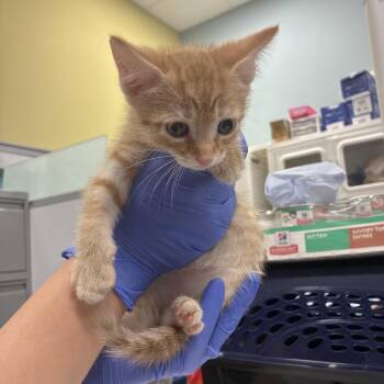 Prince Charming -  Domestic Short Hair Cat for Adoption in Greensboro, North Carolina - Prince Charming | PetCurious