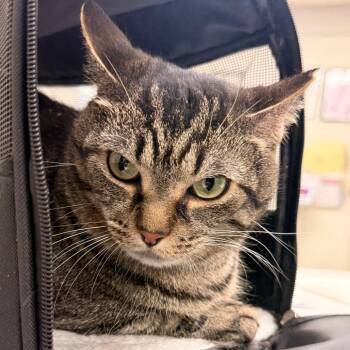 Domestic Short Hair Cats Available for Adoption - Precious | PetCurious