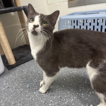 Suede -  Domestic Short Hair Cat for Adoption in Marshalltown, Iowa - Suede | PetCurious