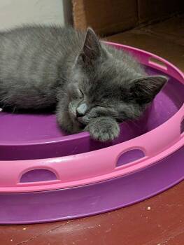 Bendy -  Domestic Short Hair Cat for Adoption in Broomall, Pennsylvania - Bendy | PetCurious
