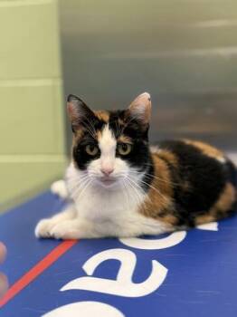 Domestic Short Hair Cats Available for Adoption - Patches | PetCurious