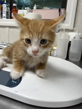 Dale Jr. -  Domestic Short Hair Cat for Adoption in Pomona, New York - Dale Jr. | PetCurious