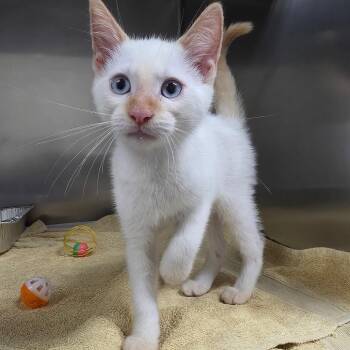 Chanticleer -  Domestic Short Hair Cat for Adoption in Milton, Florida - Chanticleer | PetCurious