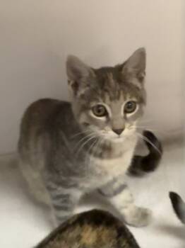 Rescue Domestic Short Hair Cats for Adoption in Bolivar, Missouri - Silversea | PetCurious