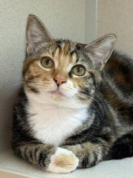 Imperial Cruiser -  Domestic Short Hair Cat for Adoption in Bellevue, Washington - Imperial Cruiser | PetCurious
