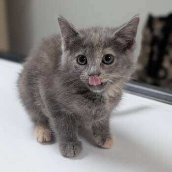 Nessa -  Domestic Short Hair Cat for Adoption in Canton, Illinois - Nessa | PetCurious