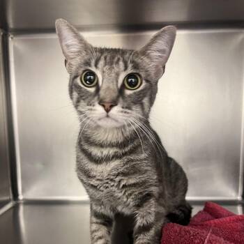 Stormy -  Domestic Short Hair Cat for Adoption in Pittsburgh, Pennsylvania - Stormy | PetCurious