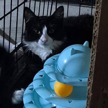 Ripple -  Domestic Medium Hair Cat for Adoption in Keansburg, New Jersey - Ripple | PetCurious