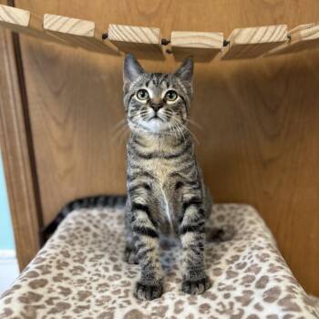 Niles***ADOPTION PENDING*** -  Domestic Short Hair Cat for Adoption in Fargo, North Dakota - Niles***ADOPTION PENDING*** | PetCurious