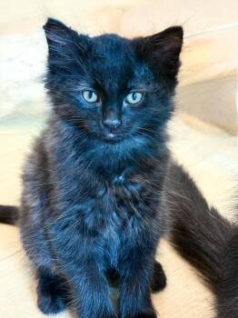 Blake -  Domestic Short Hair Cat for Adoption in Vancouver, Washington - Blake | PetCurious