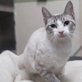 Rescue Domestic Short Hair Cats for Adoption in Gainesville, Georgia - Gale | PetCurious