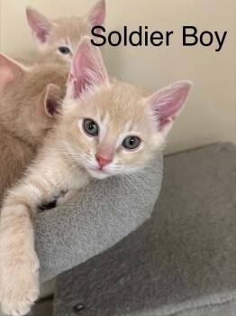 Soldier Boy -  Domestic Short Hair Cat for Adoption in Groveland, Massachusetts - Soldier Boy | PetCurious