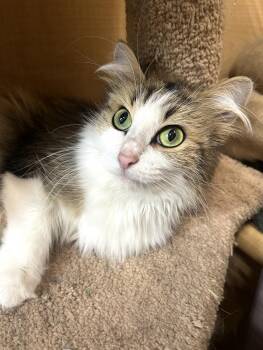 Fluffy -  Domestic Long Hair Cat for Adoption in Wheaton, Illinois - Fluffy | PetCurious