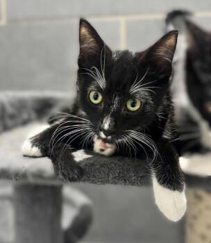 Rescue Domestic Short Hair Cats for Adoption in Millcreek, Utah - Shaggy | PetCurious