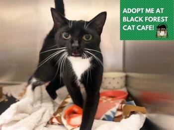AUDREY -  Domestic Short Hair Cat for Adoption in Fort Wayne, Indiana - AUDREY | PetCurious