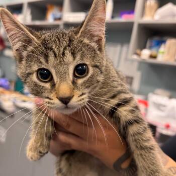 Envelope -  Domestic Medium Hair Cat for Adoption in Greensboro, North Carolina - Envelope | PetCurious