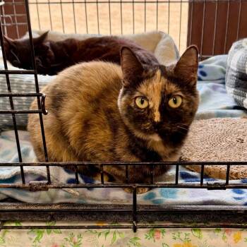 Rescue Domestic Medium Hair Cats for Adoption in Mondovi, Wisconsin - FC20 Alana | PetCurious