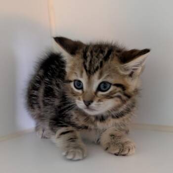 Red Collar -  Domestic Short Hair Cat for Adoption in Jefferson City, Tennessee - Red Collar | PetCurious