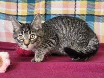Rowan -  Domestic Short Hair Cat for Adoption in Bucyrus, Ohio - Rowan | PetCurious