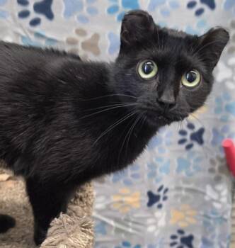Domestic Short Hair Cats Available for Adoption in Anchorage, Alaska - MIMOSA | PetCurious