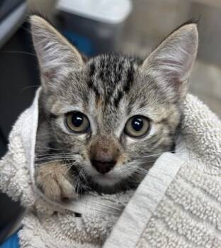 Purr -  Domestic Short Hair Cat for Adoption in Honolulu, Hawaii - Purr | PetCurious