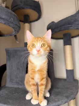 Mimosa -  Domestic Short Hair Cat for Adoption in Davis, California - Mimosa | PetCurious