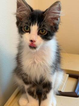 Balboa -  Domestic Long Hair Cat for Adoption in Mobile, Alabama - Balboa | PetCurious