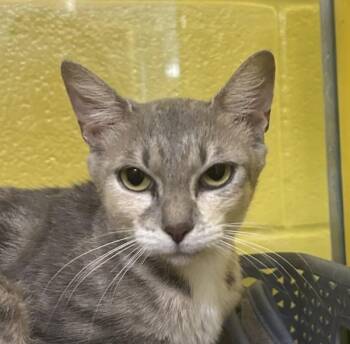 Padme -  Domestic Short Hair Cat for Adoption in Golden, Colorado - Padme | PetCurious