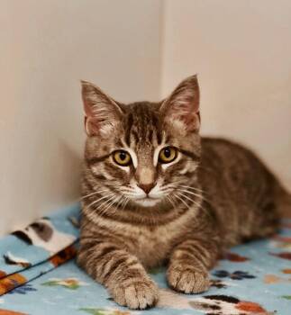 Rescue Domestic Short Hair Cats for Adoption in Plainfield, Illinois - Starbucks (Gahanna, OH) | PetCurious