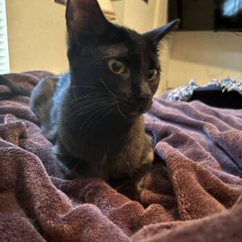 Barney 1 -  Domestic Short Hair Cat for Adoption in Austin, Texas - Barney 1 | PetCurious