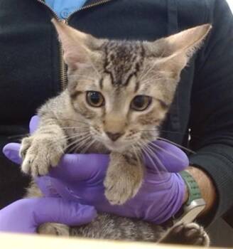 MISO -  Domestic Short Hair Cat for Adoption in Doral, Florida - MISO | PetCurious