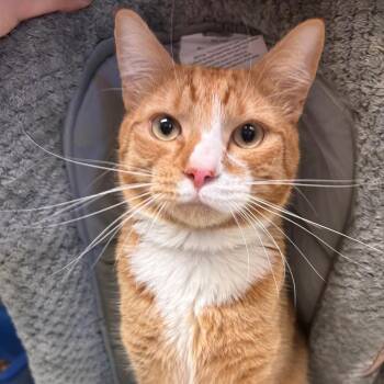 Domestic Short Hair Cats Available for Adoption in Chehalis, Washington - Orange Boy | PetCurious