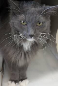 Maine Coon and Domestic Long Hair Cats Available for Adoption in Orland Park, Illinois - Cooper | PetCurious