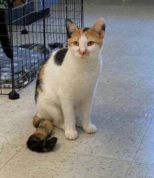 Calico Cats Available for Adoption in Chester, New Jersey - Rey | PetCurious