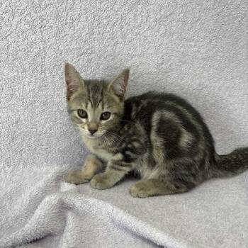 Chevy -  Domestic Short Hair Cat for Adoption in Valdosta, Georgia - Chevy | PetCurious