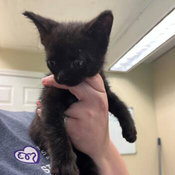 Ice King -  Domestic Short Hair Cat for Adoption in Lake Panasoffkee, Florida - Ice King | PetCurious