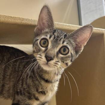 Toby -  Domestic Short Hair Cat for Adoption in Sonora, California - Toby | PetCurious