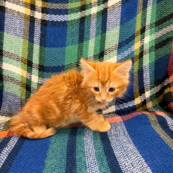 Domestic Medium Hair Cats Available for Adoption in Raleigh, North Carolina - Dubstep | PetCurious