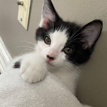Rescue Tuxedo and Domestic Short Hair Cats for Adoption in Tulsa, Oklahoma - Bridgers | PetCurious