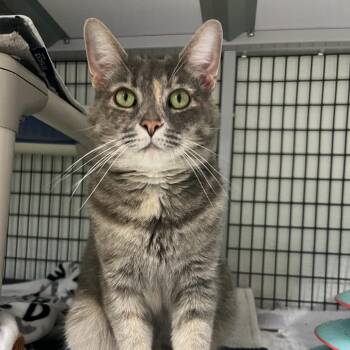 Gerbil -  Domestic Short Hair Cat for Adoption in Waynesville, North Carolina - Gerbil | PetCurious