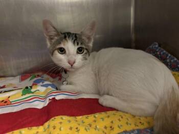 POWPOW POWDER -  Domestic Short Hair Cat for Adoption in Antioch, California - POWPOW POWDER | PetCurious