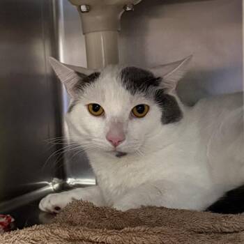 Domestic Short Hair Cats Available for Adoption in Las Vegas, Nevada - DINKA DO | PetCurious